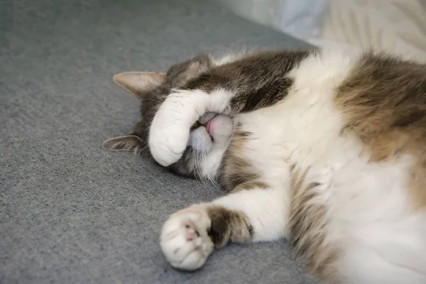 Cat Sleeps Peacefully Covering His Muzzle His Paw Enjoying Cat — Stock Photo, Image
