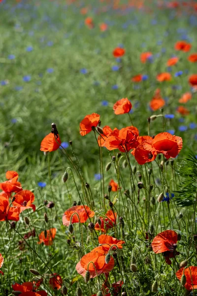 stock image a lot of red poppy flowers on a field in early spring. Shallow depth of field.