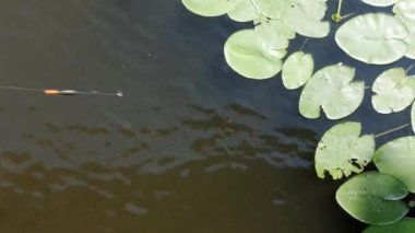 Bir balıkçı şamandırası suda yüzer. Bobber gölün su yüzeyinde yüzer..