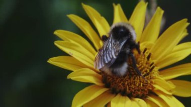 Büyük bir yaban arısı ya da yabanarısı bir çiçeği döller. Bombus ruderatus