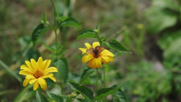Перепечена Метелик Аврінія Запилює Жовту Квітку Добовий Метелик Родини Nymphalidae — стокове відео