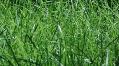 View of green grass swaying in the field. Green meadow at daytime rural wind breeze scene.
