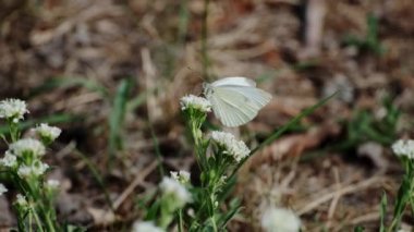 Butterfly Pieris brassicae on a flower in the garden. Day butterfly from the family of Pieridae.