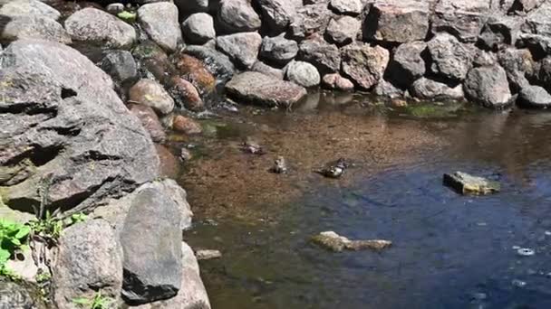 麻雀在城市公园的一个喷泉里洗澡以逃避炎热 — 图库视频影像