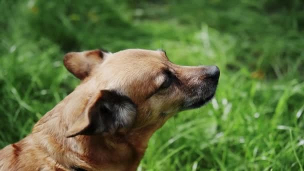 Een Kleine Bruine Hond Blaft Een Stadspark Close Van Een — Stockvideo
