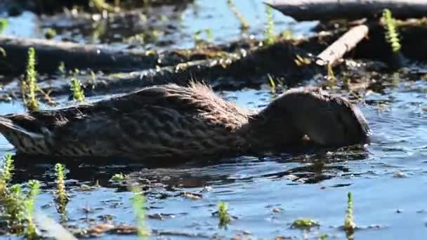 Yaban Ördeği Suya Dalıyor Bir Dişi Vahşi Ördek Yaz Gölünde — Stok video