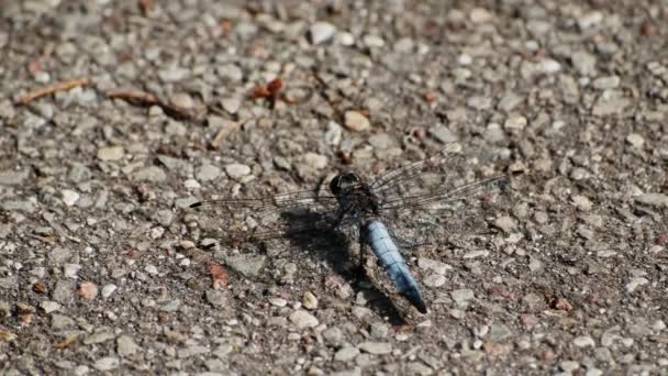 Extreme Nahaufnahme Eine Große Libelle Sitzt Auf Dem Boden Details — Stockvideo