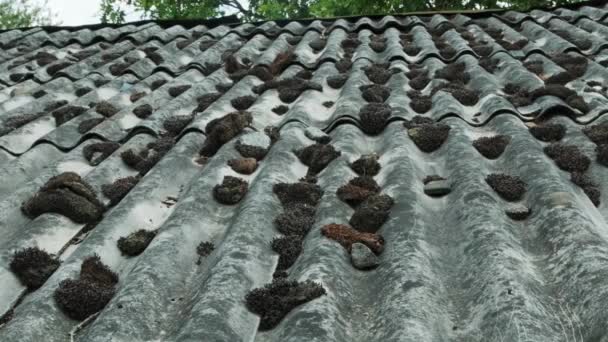 Old Slate Roof Moss Roof Lack Repair Long Time — Vídeos de Stock
