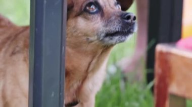 Sahibi masada yemek yerken, masanın altından yemek için yalvaran sevimli köpek, yakın plan.