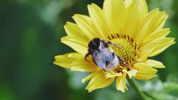 Close Volcanic Bumblebee Flower Bombus Hypnorum Sat Yellow Flower Garden — Stok Video