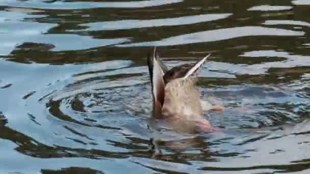 Mallard Duck Feeds Dark Water Duck Mallard Sticks Out Dark — Stock Video