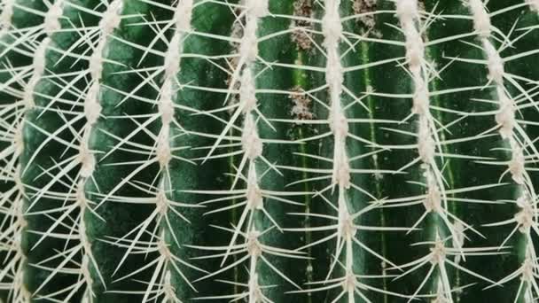 Primer Plano Espinas Cactus Durante Día Soleado Cactus Textura Fondo — Vídeo de stock
