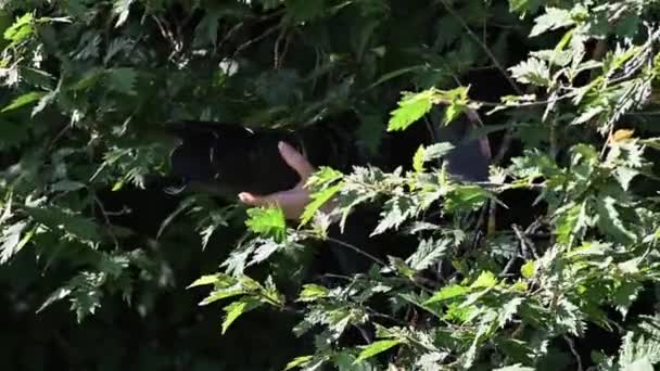 手拿着相机在灌木丛后面看 拍一些秘密照片 Paparazzi — 图库视频影像