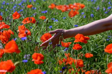 Kırmızımsı gelincik çiçekleri saçılmış bir yaz tarlasının ortasında bir kızın eli. Yerel seyahat renkli gelincik tarlalarıyla çevrili..