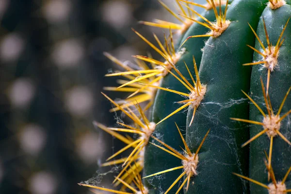 Needles Green Succulent Cactus Close Bright Detailed Texture Cactus Close — Stock Photo, Image