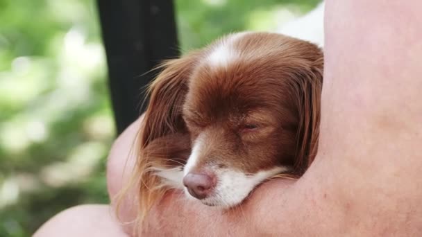 Man Holds His Puppy His Arms Loves Pets Hugs Strokes — Stock Video