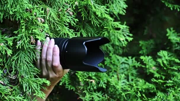 私家侦探用照相机拍照 狗仔队在公园的灌木丛中拍照 — 图库视频影像