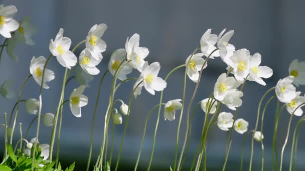Grupa Białych Kwiatów Anemonoides Sylvestris Siedzi Obok Siebie Kołysać Się — Wideo stockowe