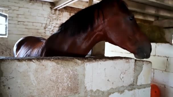 Cavalo Castanho Está Num Estábulo Atrás Uma Parede Tijolos Passeios — Vídeo de Stock