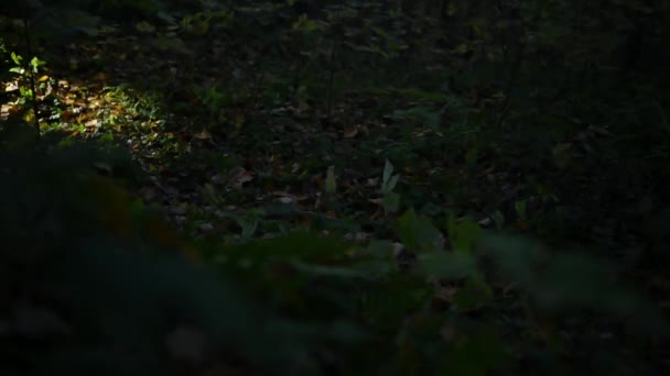 森で夜に懐中電灯を持った女性 光が夜に森を照らす — ストック動画