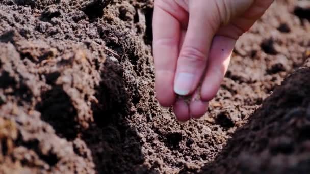 Agricoltore Esperto Semina Manualmente Semi Vegetali Terreno Preparato Semina Semenze — Video Stock