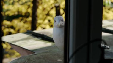 Meraklı bir martı pencere eşiğinde oturur. Pencerenin dışında beyaz bir kuşun yakın çekimi.
