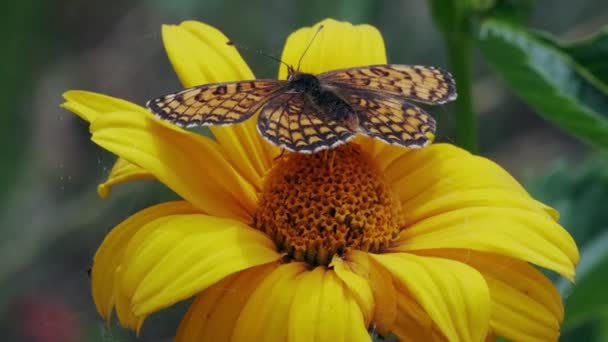 Farfalla Che Nutre Fiore Giallo Una Bella Giornata Sole Farfalla — Video Stock