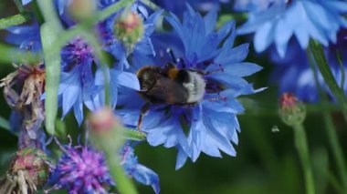 Yaban Arısı Tozlaştırıcı Mavi Çiçeklerin Yakından Bir Çiçek Bahçesi Ortamı