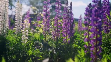 Parlak Mor Lupine Çiçekleri Açık Bahar Gününde Güneşli bir çayırda büyüyor