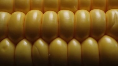 Taze Sarı Mısır Çekirdeklerinin Taze Taze Görünümü Tarımsal Ayarlarda Doğal Doku ve Canlı Rengi Gösteriyor