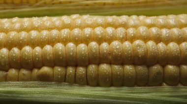 Doğal yeşil kabuk çevresindeki çiğ damlalarıyla birlikte taze altın mısırların yakın plan çekimi.