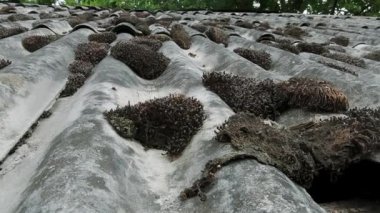 Yıpranmış Beton Çatı, Moss ve Lichen Büyüme Açık Hava Doğal Ayarları