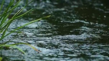 Yeşil Çimenlerin Yakın Çekimi Doğal Ayarlarda Akan Su Yüzeyi Yanı Başında Hafif Esinti Tarafından Fırçalanıyor