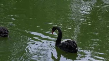 İki zarif siyah kuğu, sakin doğayla çevrili yeşil bir gölette zarifçe yüzüyor.
