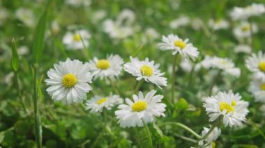 Yumuşak Odaklı Sunny Green Meadow 'da açan canlı beyaz papatyaların yakın çekimi