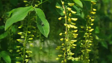 Sarı Çiçekler ve Yeşil Yapraklar 'ın Yakından Görüntüsü Yeşillik Doğal Bahçede Böcekle