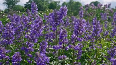 Canlı Mor Çiçek Tarlası Yumuşak Doğal Işık Altında Çiçek Açan Serin Yeşil Manzara