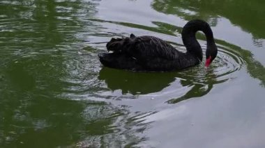 Serene Black Swan Sakince süzülen Yeşil Göl yüzeyinde Doğanın Huzurunu Yansıtan