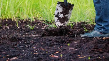 Doğal Yeşil Bahçe Ortamı Küreğiyle Zengin Toprağı Kazan Kişi 'nin Yakın Çekimi