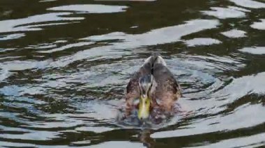 Huzurlu Havuza Meraklı Ördek Dalışı Serene Doğal Yaşam Alanında Dalgalanma Oluşturdu