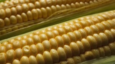 Doğal Yeşil Kabuk Çevresindeki Taze Çiğ Kaplamalı Mısır Koçanının Yakın Çekimi