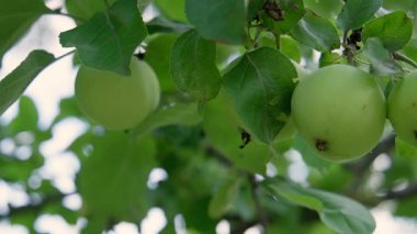 Yeşilelmaların Yakın Çekimi Lush Leaves in a Natural Outdoor Setting