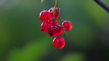 Doğal yeşil bahçe ortamında, hassas bir dala asılı, olgun kırmızı frenk üzümü.