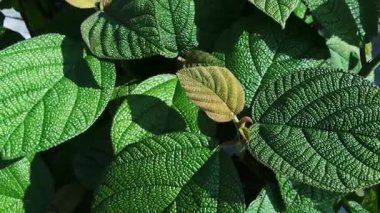 Canlı yeşil desenli yaprakların doğal güneş ışığındaki yakın görüntüsü ve taze küçük yapraklar ortaya çıkıyor.