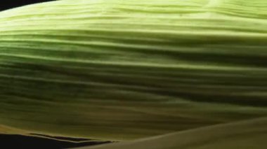 Taze Sarı Mısır Koçanı Çekirdeklerinin Doğal Tarım ve Gıda İçin Yeşil Kabuklu Yakın Çekimi