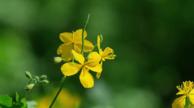 Parlak sarı kır çiçeklerinin yakın çekimi yemyeşil bir doğal ortamda gün ışığında çiçek açıyor.