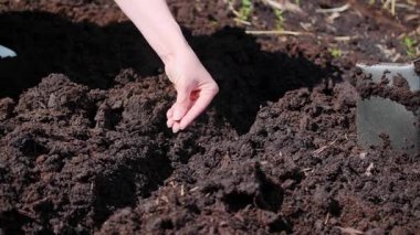 Güneşli bir açık hava bahçesinde, zengin, karanlık toprağa tohum ekerken yakın plan.