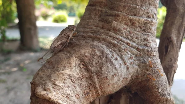 Cicada Bertengger Pohon Siang Hari Musim Panas — Stok Foto