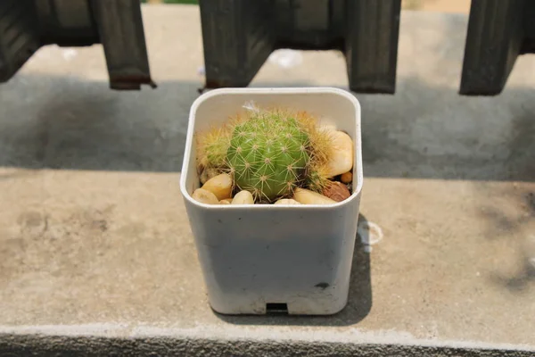 Cactus Redondo Una Olla Blanca Coloca Sol Del Mediodía — Foto de Stock