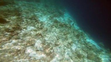Maldivler 'de şnorkelle yüzmek, Hint Okyanusu, 